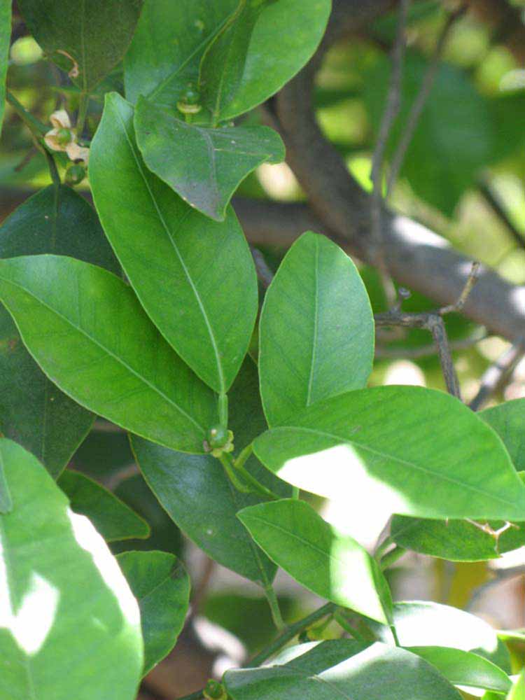              Shade leaves (Dancy Weshart, Riverside,   CA)   